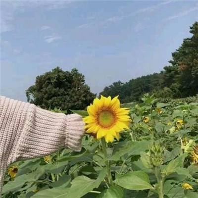 黑暗秩序正式版下载